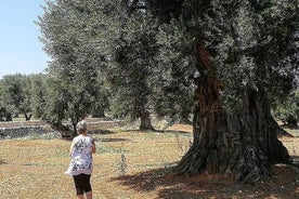 Visite dans une oliveraie centenaire à Ostuni