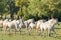 Photo of Lipizzan horses,Lipica.