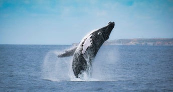 Whales Migration Route