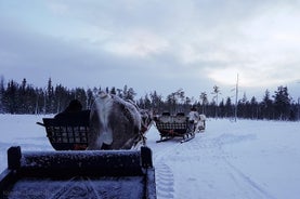 Opastettu porotilavierailu ja tunnin rekisafari