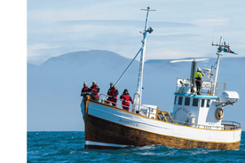 Húsavík: Fjölskyldurekin og leidd hvalaskoðunarferð