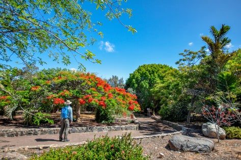 A tourist stands in front of a Royal Poinciana tree in the botanical garden of Maspalomas