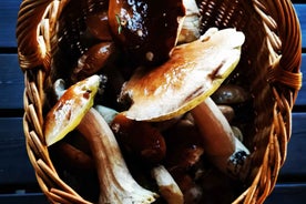 Mushroom picking in the forests near Riga