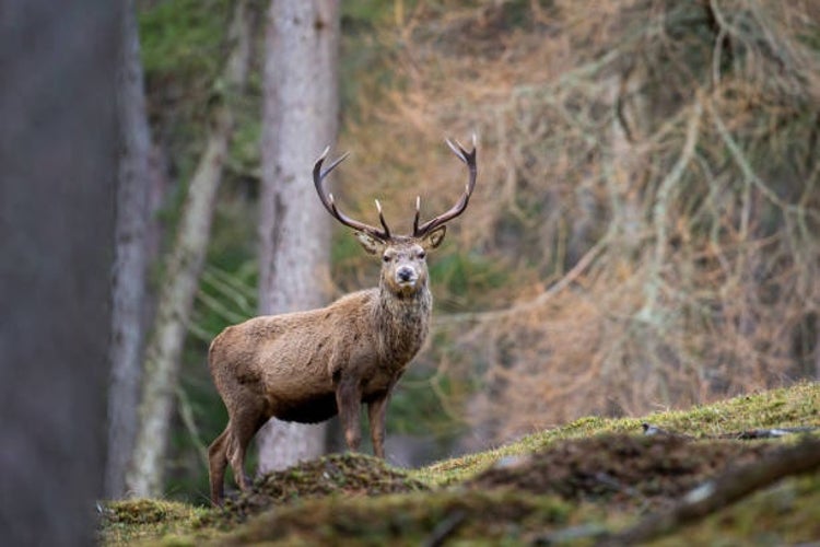 A majestic red deer stag in the Cairngorms of Scotland.jpg