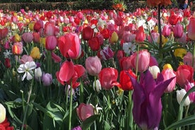 Half Day Keukenhof Tulip Paradise Trip from Amsterdam