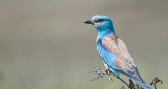 Birding Danube Delta