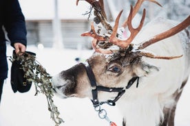 Rovaniemi: Hreindýr, Husky-hundar & Jólakarlaþorpið