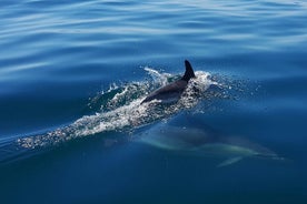 Dolphin Watching Experience in Cascais