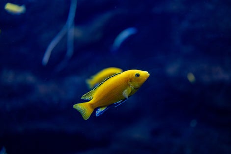 Photo of beautiful little fish animal swimming in the aquarium of the zoo of Zaragoza in Spain on a dark background .
