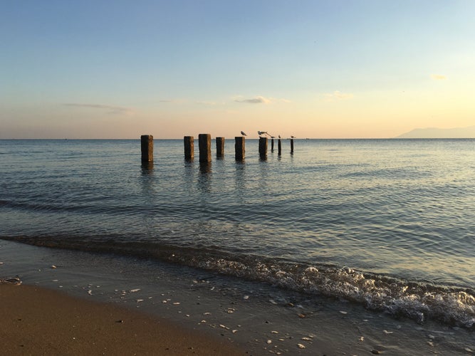 Photo of gulls at a pole in Alexandroupoli beach, Greece.