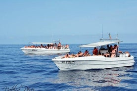 Tour di osservazione di balene e delfini nell'isola di Terceira