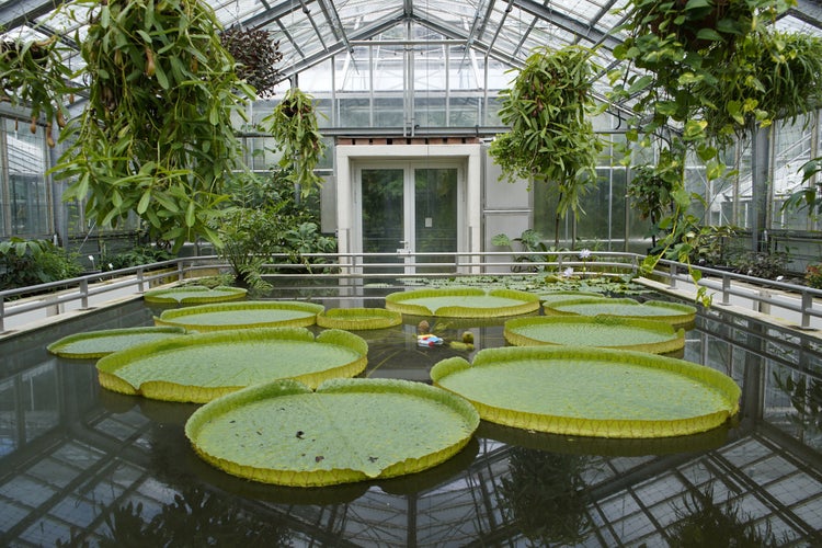 Photo of Victoria amazonica, also called Victoria regia, is a species of flowering plant, the second largest in the water lily family Nymphaeaceae. Botanical Garden, Brunswick, Germany.