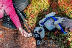 Rovaniemi: passeio autônomo de safári Mushing Husky de 6 a 10 km