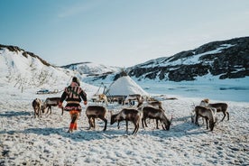 Norðurskautsfirðir og hreindýraupplifun – Lítil hópferð -