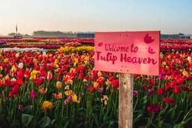 HOLLAND PRACHTIG (Keukenhof - Bloemenveld - Tulip Experience Amsterdam)