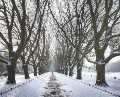 Plane trees alley in Jan Kasprowicz Park in winter, Szczecin, Poland.