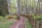 photo of Valla Wood (Vallaskogen) nature forest in Spring in Östergötland County, Sweden.