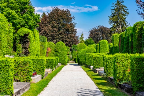 Photo of green alley in baroque cemetery in Varazdin city, Croatia.