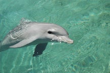 Expérience de nage avec les dauphins du portugal