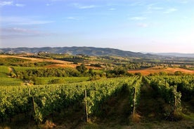 Visita del Museo dell'Olio e del Vino con pranzo e visita guidata ad Assisi