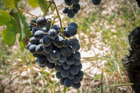 Visite œnologique des vignobles de Cagliari