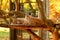 photo of view of The cute lynx in the leipzig wildpark,Pforzheim Germany.