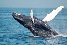 Tour di osservazione delle balene in Italia