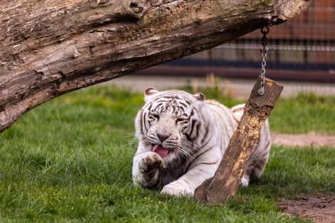 A white, albino Bengal tiger resting the at the zoo paddock. Animals threatened with extinction. Photo taken in natural, soft light.
