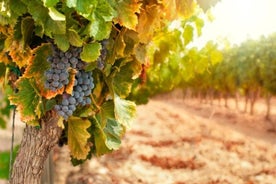 Tour de vino de medio día por Chianti en las colinas toscanas para grupos pequeños desde Lucca