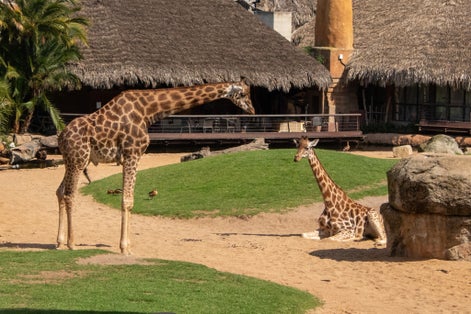 Photo of A standing Giraffe and a sitting Giraffe in their zoo enclosure ,Valencia Bioparc ,Spain .