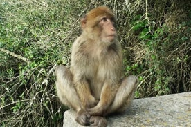 Gibraltar privat tur fra Marbella eller Malaga