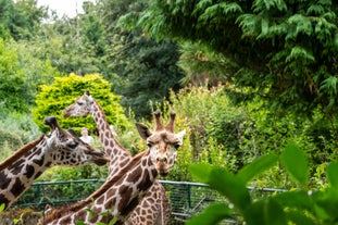 Belfast Zoo