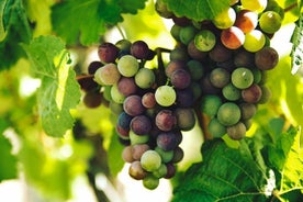 Tour Mafra, Ericeira with wine tasting in Adega de Lisboa