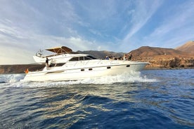 3 hour Dolphin and Whale Watching by Luxury Yacht