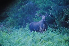 野生のスウェーデンのTivedenのムースサファリ