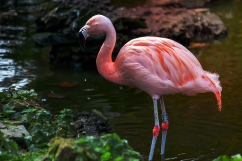 Photo of Stunning Flamingos captured at the welsh mountain zoo in North Wales.