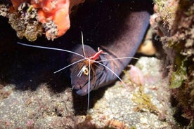 Scuba Diving In Garajau Reserve