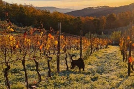 Vinsmaking på Cantina Biagiotti - Ærlige viner