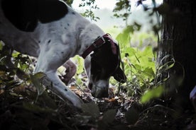 Private Tour: Truffle-Hunting Experience from Amalfi Coast with Lunch