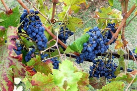 "Passeggiata per le dolci colline del Chianti" con pranzo e degustazioni di vini