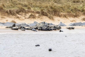 Observación de focas en la playa de Horsey