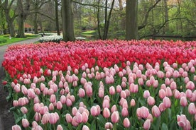 Privédagtrip naar de Keukenhof-tuinen met toegangskaarten