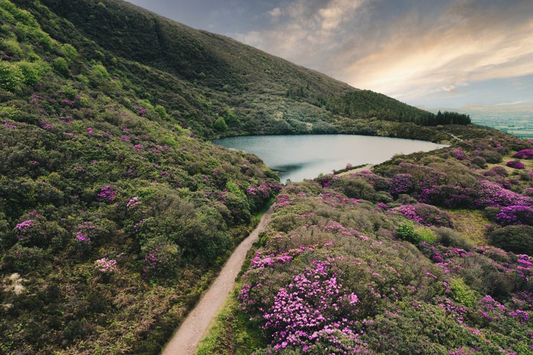 Blooming rhododendrons surround Bay Lough in Ireland-s Knockmealdown Mountains.jpg