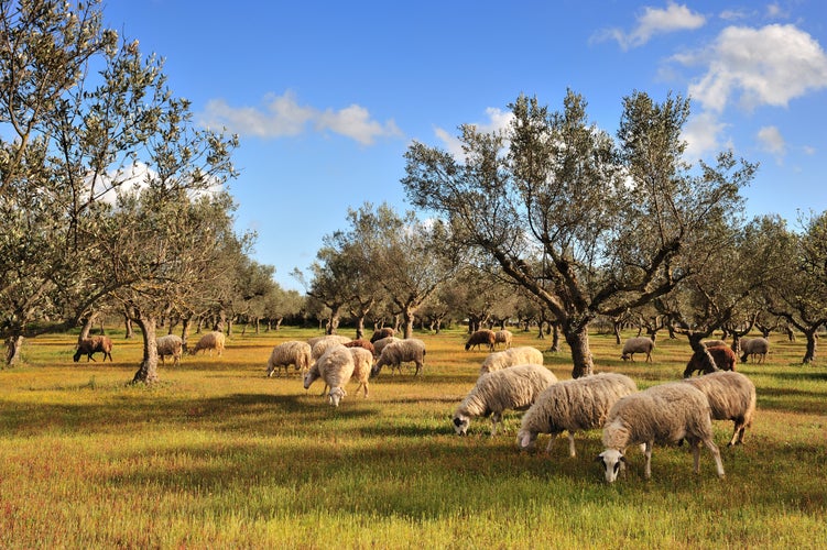 Photo of rural picture of a flock of sheep in an olive tree field, Kalamata, Greece.