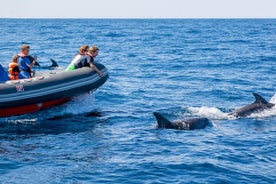 Delfiner og grotter på Rib Boat