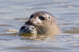 Sylt: Seal Watching Boat Tour from Hörnum