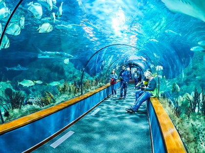 Photo of  Aquatic tunnel with sharks and marine life in the Loro Park (Loro Parque), Tenerife, Spain.