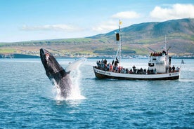 Húsavík: Whale Watching Tour with Guide