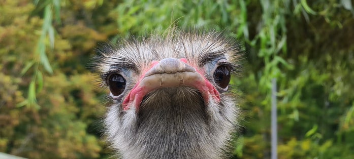 Photo of Brașov Zoo in Brasov, Romania .
