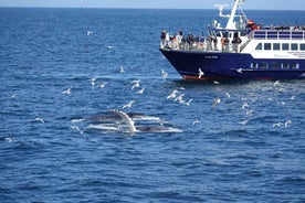 Reykjavík: Whale Watching and Marine Life Cruise